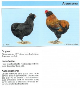 Couleur araucana2